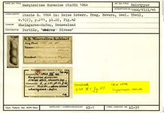Karteikarte zum Holotyp von Marginulina duracina Stache, 1864
